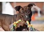 Adopt Sparrow a Pit Bull Terrier, Mixed Breed