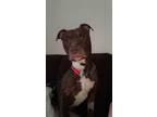 Adopt Achilles a Pit Bull Terrier, Mixed Breed