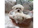 Maltese Puppy for sale in Newark, NJ, USA