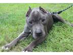 Adopt Franklin a Pit Bull Terrier, Mixed Breed