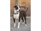 Newbie Is A Charming Approximately 6 Year Old American Pitbull Terrier Mix He Is A Goofy Guy With Loads Of Energy He Loves To Swim Which Is A Great Wa