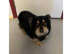 Adopt D23-1206 a Black Papillon / Mixed dog in Grand Junction, CO (38189701)
