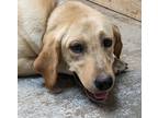 Adopt NAOMI a Tan/Yellow/Fawn Labrador Retriever / Mixed dog in West Chester