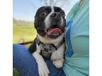 Adopt Tucker 33014-d a Black Boston Terrier / Mixed dog in Ithaca, NY (38189385)