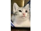 Adopt JO-JO a Gray, Blue or Silver Tabby Domestic Shorthair (short coat) cat in
