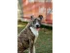 Adopt PIKACHU a Brindle Mountain Cur / Plott Hound / Mixed dog in West Chester