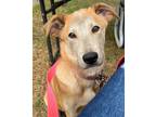 Adopt Missy a Red/Golden/Orange/Chestnut Labrador Retriever / Mixed dog in Mount