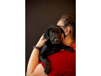 Adopt Riju a Black Labrador Retriever / Mixed dog in West Chester, PA (38188600)