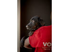 Adopt Rauru a Black Labrador Retriever / Mixed dog in West Chester