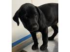Adopt Tulin a Black Labrador Retriever / Mixed dog in West Chester