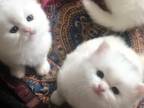 Rare White Siberian Persian Kittens