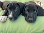 Adopt Olive a Labrador Retriever / Great Dane / Mixed dog in Phoenix
