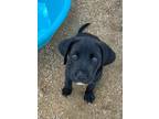 Adopt Fern a Labrador Retriever / Great Dane / Mixed dog in Phoenix