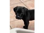 Adopt Emerald a Labrador Retriever / Great Dane / Mixed dog in Phoenix