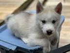 Adopt Pickles a White - with Tan, Yellow or Fawn Siberian Husky / Mixed dog in