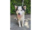 Adopt Kortana a Alaskan Malamute / Mixed dog in Vancouver, BC (38186104)
