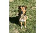 Adopt Joker a German Shepherd Dog / Mixed dog in West Vancouver, BC (38184223)