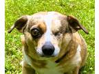Adopt Lucas a Brindle - with White Pug / Mixed dog in Frederick, MD (38184033)