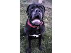 Adopt Eddie a Black - with White Cane Corso / Mixed dog in Sharon Center