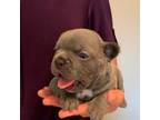 Bulldog Puppy for sale in High Point, NC, USA