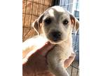 Berry Patch Pups - Blueberry, Jack Russell Terrier For Adoption In Vail, Arizona