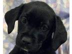 Adopt Adonis Blue a Labrador Retriever