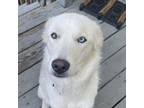 Adopt Bowie a Husky, Great Pyrenees