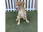 Adopt CHIP a Border Collie, Mixed Breed