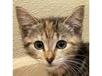Adopt Happy Baby a Domestic Short Hair