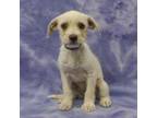 Adopt DRAX a Terrier, Mixed Breed