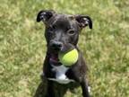 Adopt KENDALL a Pit Bull Terrier