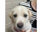 Adopt Ella a Labrador Retriever