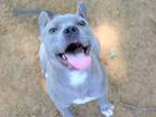 Adopt COOKIE a Pit Bull Terrier, Mixed Breed