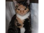 Adopt Lisa -- Bonded Buddy With Marbles a Domestic Short Hair