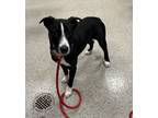 Adopt Teacup a Border Collie, Mixed Breed
