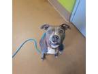 Adopt Baby Blue a Mixed Breed
