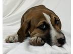 Adopt Meritage a Boxer, Beagle