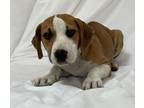 Adopt Beau Monde a Boxer, Beagle