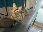 Adopt Milly a Domestic Short Hair, Tabby