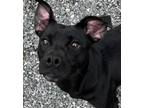 Adopt DOLCE a Labrador Retriever, Pit Bull Terrier