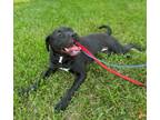 Adopt Lola a Labrador Retriever, Pit Bull Terrier