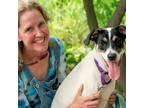 Adopt Chrissy - Available as Foster to Adopt a Labrador Retriever