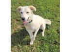 Adopt BAILEY 406112 LikesCatsDogsKids! a Labrador Retriever, Great Pyrenees