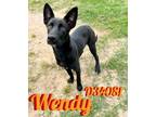 Adopt Wendy a German Shepherd Dog