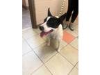 Adopt Cowgirl a Pit Bull Terrier