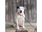 Adopt Annabel a Pit Bull Terrier