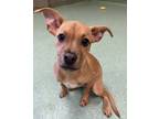 Adopt Tinker Bell a Pit Bull Terrier, Mixed Breed