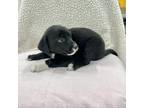 Adopt Pippa a Black Labrador Retriever