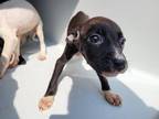 Adopt A609398 a American Staffordshire Terrier