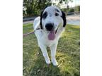 Adopt COOKIE a Great Pyrenees